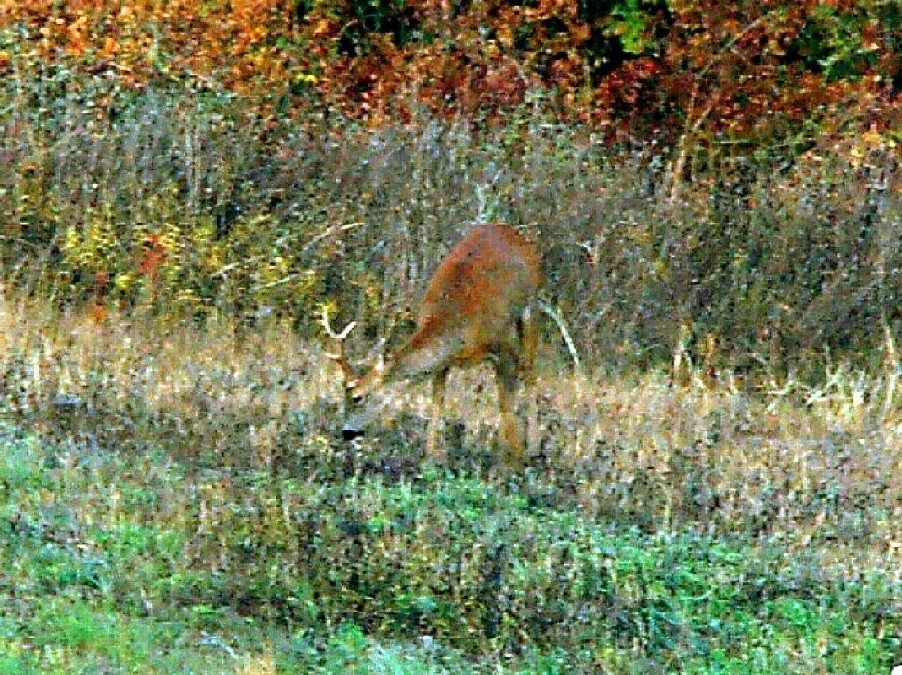 Il Capriolo